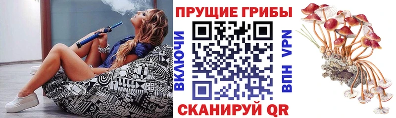 сколько стоит Кольчугино Псилоцибиновые грибы Cubensis